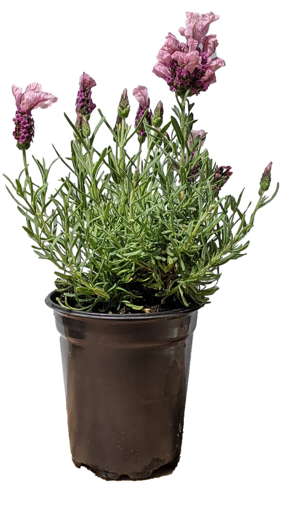 Lavandula Stoechas 'Madrid Pink'  2.5QT