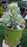 Lavandula Allardii 'Meerlo' - 2.5QT Size Pot