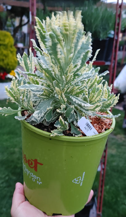 Lavandula Allardii 'Meerlo' - 2.5QT Size Pot