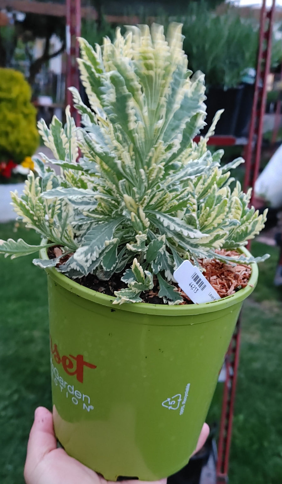 Lavandula Allardii 'Meerlo' - 2.5QT Size Pot