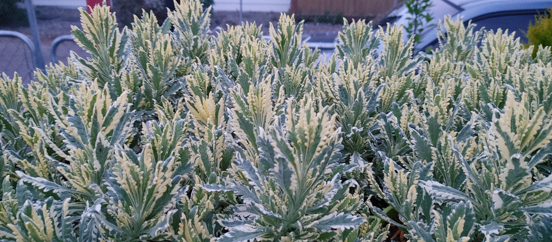 Lavandula Allardii &