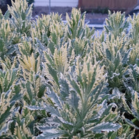 Lavender Live Plant Allardii 'Meerlo' - 2.5QT Size Pot