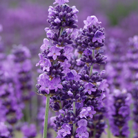 Lavender Plants - Many Color - Many Sizes - Findlavender