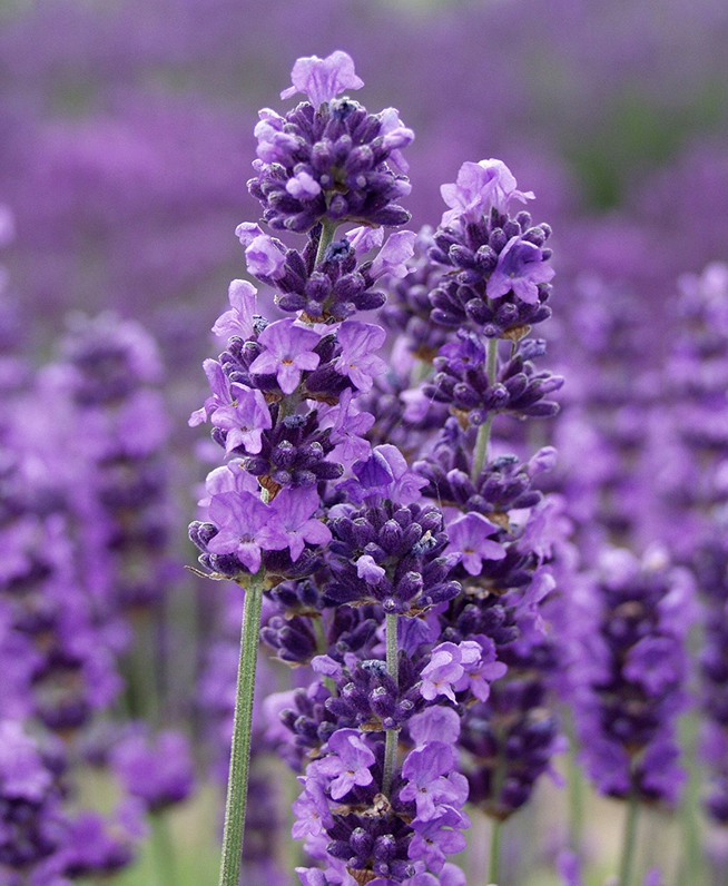 Lavender Plants - Many Color - Many Sizes - Findlavender