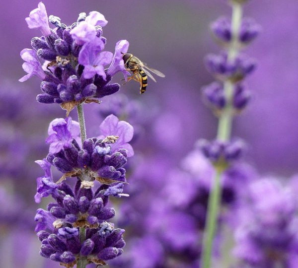 Munstead 3.5" Size Pot - Findlavender