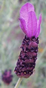 Lavender Live Plant Anouk - 2.5QT Size Pot