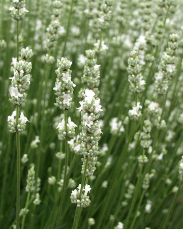 Lavender Live Plant White Spike