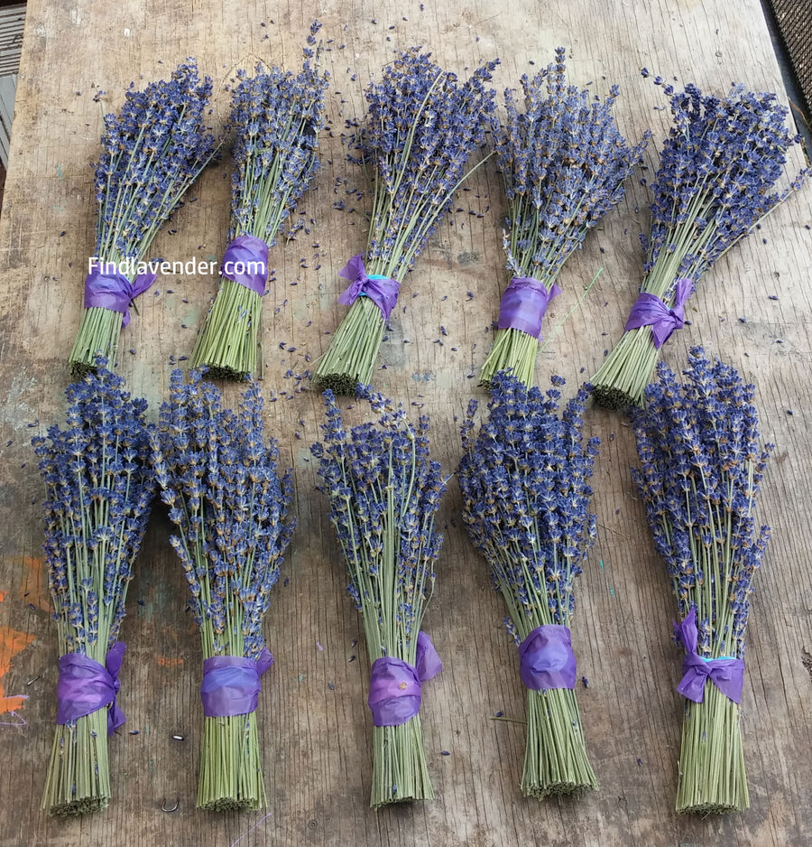 Lavender Small Dried Bundles 8" to 10" - Pack of 10 - Findlavender