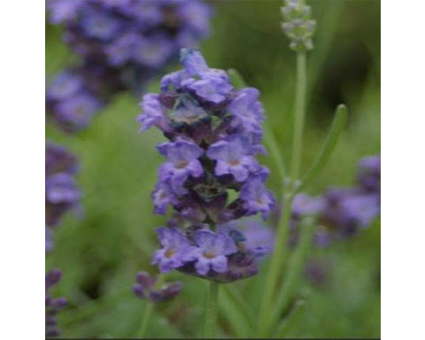 Lavender Gancetto - 3.5" Size Pot - Findlavender