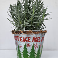 Tin Rose Vase With Lavender Plant, Perfect Gift For Mom!