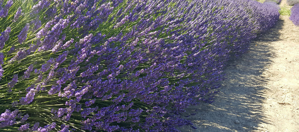 lavendar plant size Buy Premium French Provence Lavender Plant Fresh