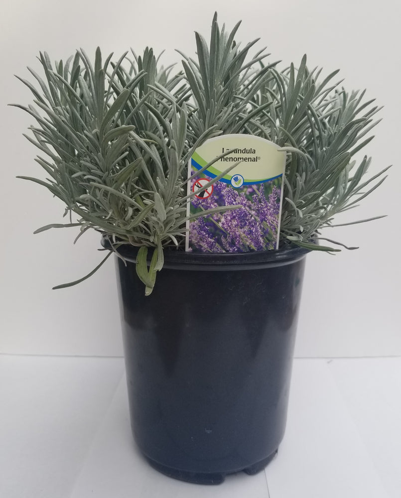 Lavender Plant Phenomenal 2.5QT Size Pot