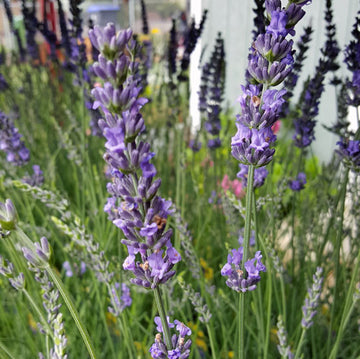 Lavender Phenomenal - 3.5" Size Pot - Findlavender