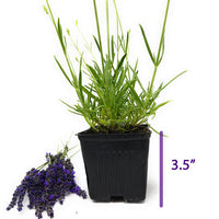 Lavender Phenomenal - 3.5" Size Pot - Findlavender