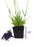 Lavender Phenomenal - 3.5" Size Pot - Findlavender