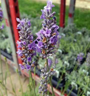 Lavender French Provence - 3.5" Size Pot - Findlavender