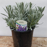 Lavender Live Plant "Sensational" - 2.5QT Size Pot