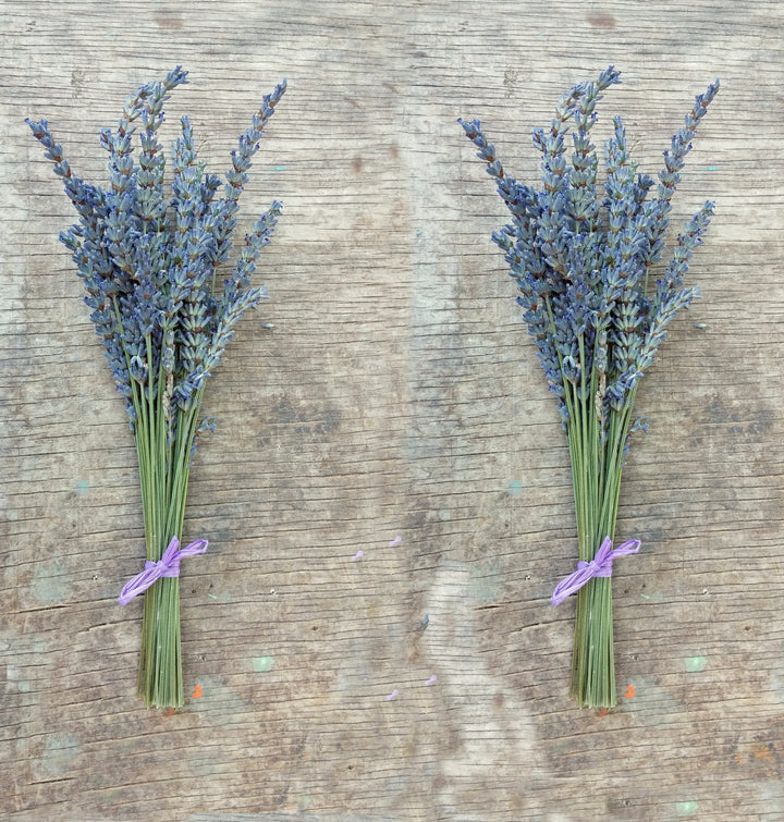 Small Lavender Bundles (Lavender Grosso) - 4" to 6" L - Findlavender