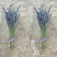Small Lavender Bundles (Lavender Grosso) - 4" to 6" L - Findlavender