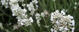 Lavandula Angustifolia 'Arctic Snow' 2.5QT Size Pot