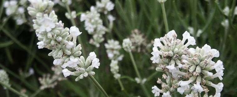 Lavandula Angustifolia 'Arctic Snow' 2.5QT Size Pot