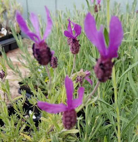 Purple Ribbon Spanish Lavender - 3.5" Size Pot - Findlavender