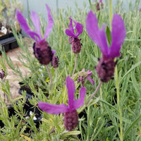 Purple Ribbon Spanish Lavender - 3.5" Size Pot - Findlavender