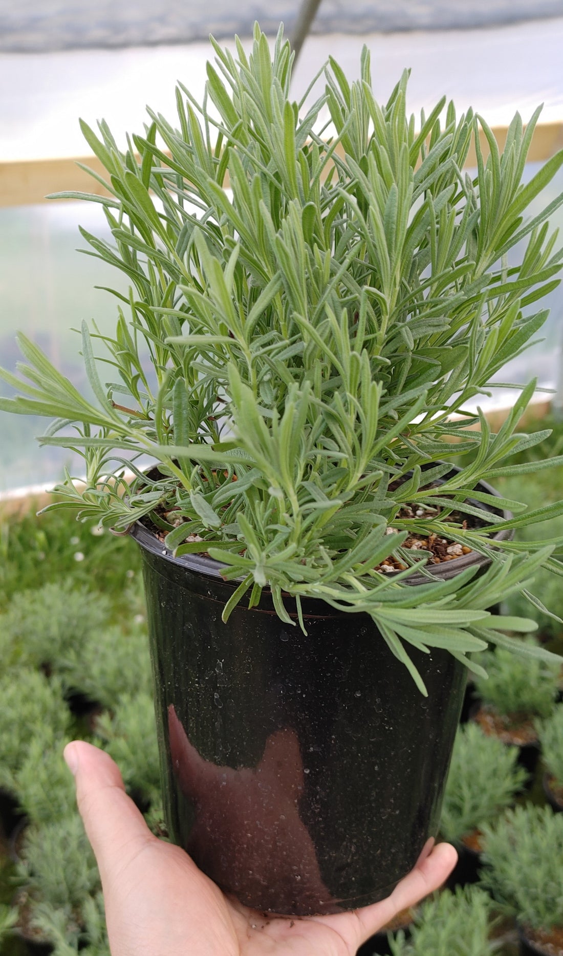 Lavender Live Plant Anouk - 2.5QT Size Pot