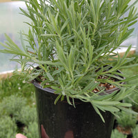 Lavender Live Plant Anouk - 2.5QT Size Pot
