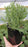 Lavender Stoechas Anouk - 2.5QT Size Pot
